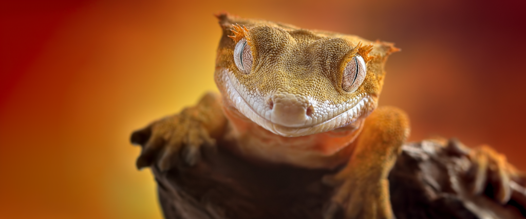 crested gecko reptiles