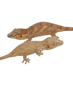 Orange Blotched Baby Gargoyle Gecko Special