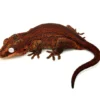 Red Aberrant Striped Gargoyle Gecko (Kotex sister)