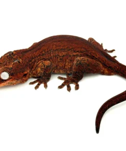 Red Aberrant Striped Gargoyle Gecko (Kotex sister)