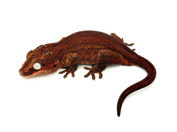 Red Aberrant Striped Gargoyle Gecko (Kotex sister)
