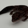 Hemitheconyx caudicinctus 'African Fat Tail Gecko'