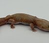Hemitheconyx caudicinctus 'African Fat Tail Gecko'