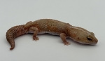 Hemitheconyx caudicinctus 'African Fat Tail Gecko'