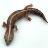 Hemitheconyx caudicinctus 'African Fat Tail Gecko'