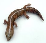 Hemitheconyx caudicinctus 'African Fat Tail Gecko'