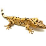 Male Inkspot Dalmatian Crested Gecko CB