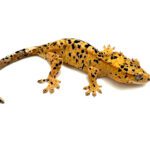 Male Inkspot Dalmatian Crested Gecko CB