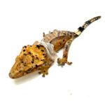 Female Inkspot Dalmatian Crested Gecko CB