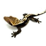 Male Dark Based Flame Dalmatian Crested Gecko CB