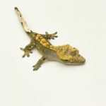 Flame Dalmatian Crested Gecko CB25