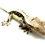 Female Dark Base Lilly White Crested Gecko CB