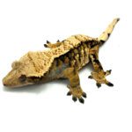 Female Tricolor Extreme Harlequin Crested Gecko CB