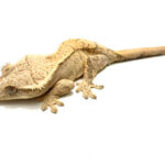 Female Yellow Flame Crested Gecko CB25