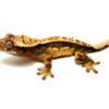 Pinstripe Crested Gecko CB 25