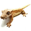 Pinstripe Lilly White Crested Gecko CB25