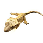 Yellow Flame Crested Gecko CB25