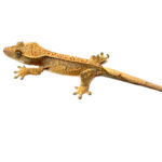 Yellow Pinstripe Crested Gecko CB25