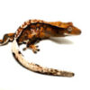 Tricolor Harlequin Dalmatian Crested Gecko CB25