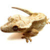 Female Yellow Based Lilly White Crested Gecko CB25