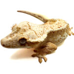 Female Yellow Based Lilly White Crested Gecko CB25