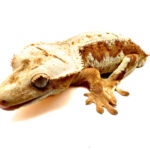 Male Lilly White Crested Gecko (Dropped tail) CB25