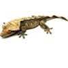 Male Tricolor Dalmatian Pinstripe Crested Gecko CB21