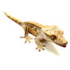 Male Lavender Harlequin Crested Gecko CB25