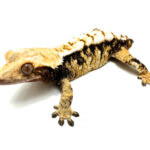 Female Tricolor Harlequin (dropped tail) Crested Gecko CB