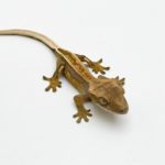 Male Pinstripe Leopard Gecko CB25