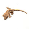 Lilly White Crested Gecko CB25