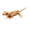 Phantom Lilly White Crested Gecko CB25