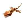 Male Tricolor Harlequin Pinstripe Crested Gecko CB25