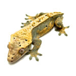 Male Tricolor Harlequin Dalmatian (dropped tail) Crested Gecko CB