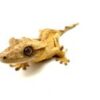 Male Brindle Crested Gecko CB25