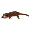 Red Super Blotched Gargoyle Gecko with face color (Deadpool line SuperBlotch)
