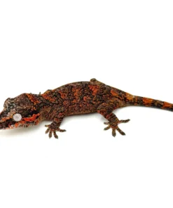 Red Super Blotched Gargoyle Gecko with face color (Deadpool line SuperBlotch)