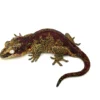 Red Aberrant Striped Gargoyle Gecko (La Tigra sister)
