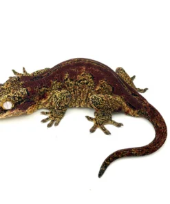 Red Aberrant Striped Gargoyle Gecko (La Tigra sister)