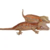 Red Striped Baby Gargoyle Gecko Special