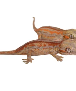 Red Striped Baby Gargoyle Gecko Special