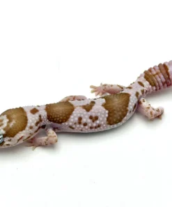 Whiteout Snow African Fat Tail Gecko (50% pos het Zulu)