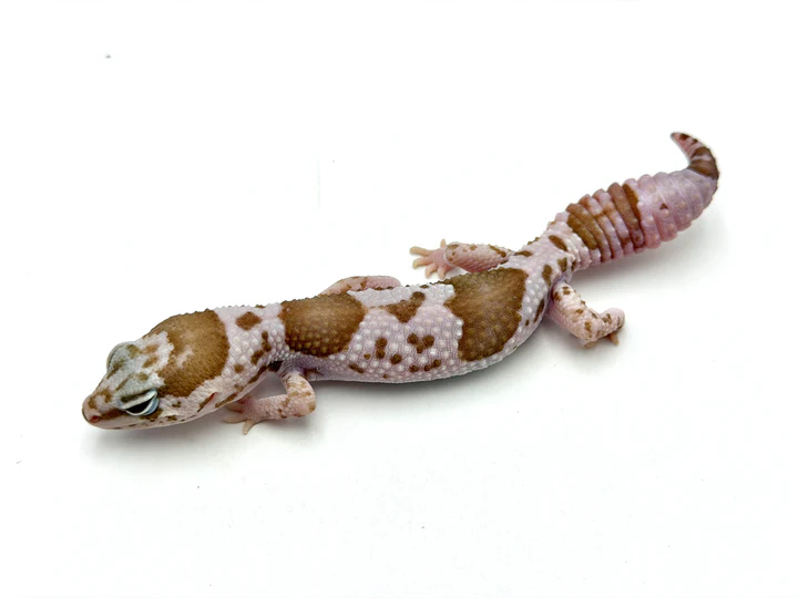 Whiteout Snow African Fat Tail Gecko (50% pos het Zulu)
