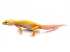 Albino Leucistic Leopard Gecko