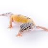 Assorted Leopard Gecko Morphs