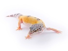 Assorted Leopard Gecko Morphs