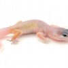 Blizzard Leopard Gecko