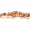 Chocolate Albino Leopard Gecko