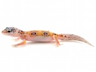 Enigma Leopard Gecko