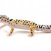 Leopard Gecko
